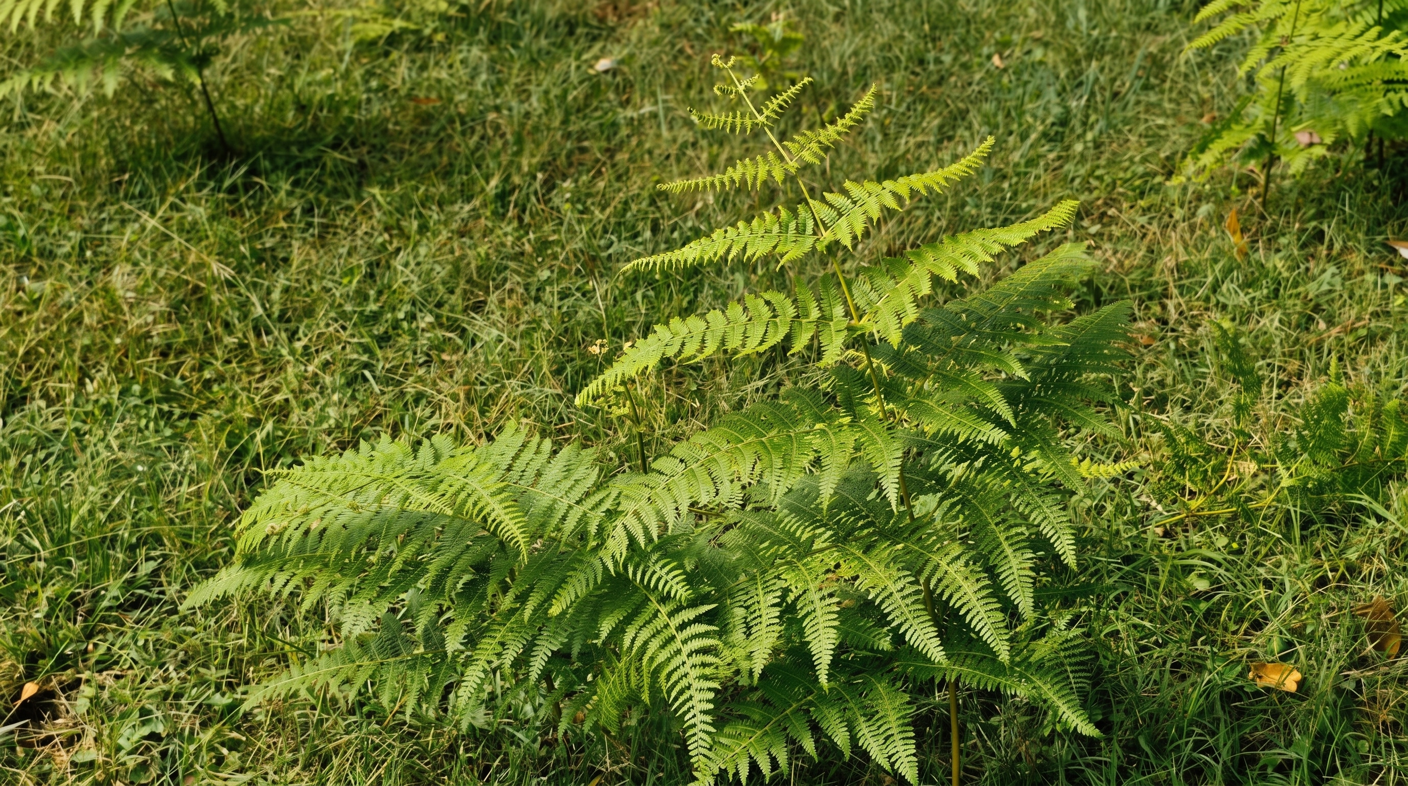 La Montaña - foto