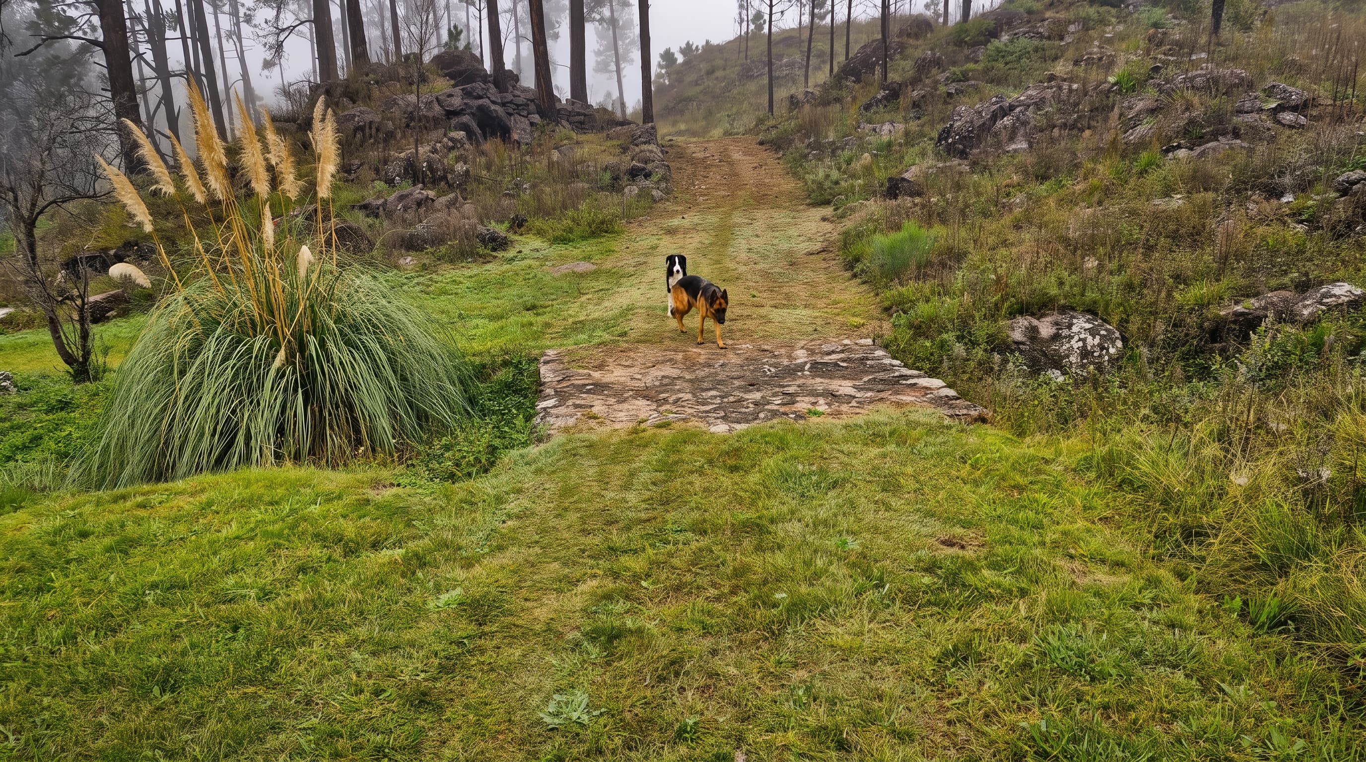 La Montaña - foto
